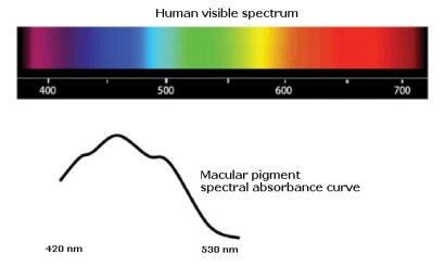 anti-glare computer eye strain diet-macular pigment peak absorption