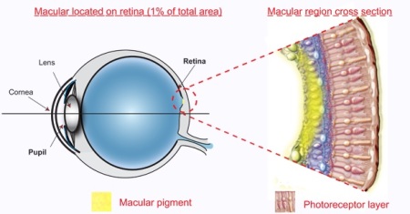 anti-glare computer eye strain diet-macular pigment